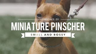 ALL ABOUT MINIATURE PINSCHER  SMALL AND BOSSY [upl. by Aleacim]