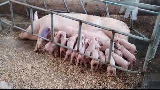 excelente madre buena camada de chanchitos 🐽 campo granjas [upl. by Cherida]