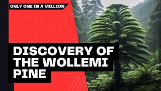 The Remarkable Discovery of the Wollemi Pine A Living Fossil Revealed [upl. by Madlin]