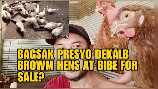 BAGSAK PRESYO DEKALB BROWN HENS AT BIBE FOR SALE [upl. by Adiana]