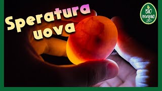 La SPERATURA delle UOVA di gallina [upl. by Orsino]