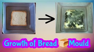 Growth of Bread Mould 🍞FungusScience Experiment [upl. by Huntingdon]