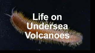 Life on Undersea Volcanoes [upl. by Weintrob]