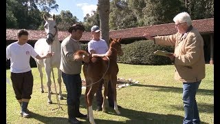 Conheça tudo sobre a rotina da criação de cavalos de corridas [upl. by Letha712]