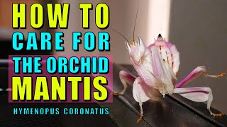 Hot to keep the Orchid Mantis  Hymenopus coronatus [upl. by Terena]