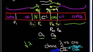 Lambda Phage part 3 Gene regulation in lytic vs Lysogenic Cycle [upl. by Shantha239]