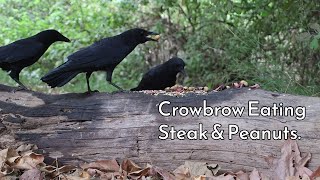 Relaxing Video Feeding Crowbro and Jaybros Steak and Peanuts [upl. by Till74]