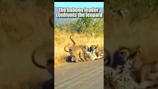 Baboon vs Leopard [upl. by Kurman]