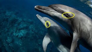 Why Dolphins Sleep With One EYE OPEN  How do Dolphin Sleep [upl. by Karee]