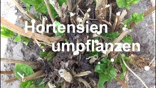 Hortensien umpflanzen Hortensien verpflanzen Wann Hortensien umsetzen pflanzen einpflanzen [upl. by Aulea]