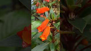 Gloxinia sylvatica gloxinia Gloxiniasylvatica boliviansunsetgloxinia flowers meghalaya [upl. by Elvin]