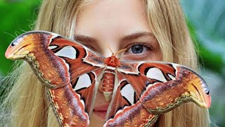 Giant Butterfly attacus atlas [upl. by Yllac]