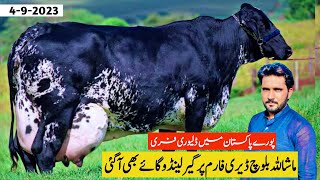 Girlando Cow For Sale In Pakistan  Baloch Dairy Farm  Cow Farm  Pk Janwar Mandi [upl. by Jonina486]