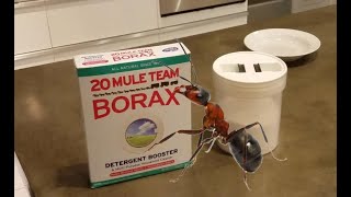 How much Borax should you use in your ant bait formula [upl. by Kiri]