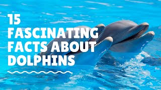 15 Fascinating Facts About Dolphins  Animal Globe [upl. by Tolland39]