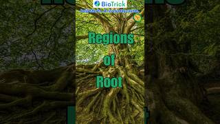 What are the different regions of Root… Morphology  Flowering Plants  Class 11 Biology neet [upl. by Welles]