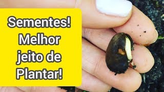 Como plantar e germinar sementes Jeito certo [upl. by Semajwerdna]