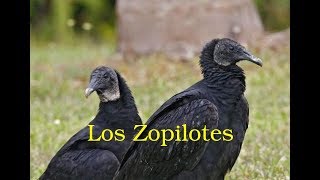 Los Zopilotes 2002 [upl. by Einaoj117]