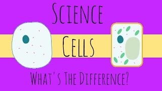 Animal and Plant Cells  What is the Difference  GCSE Biology [upl. by Endres166]