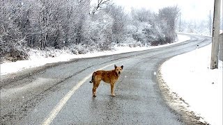 Snowy  a homeless dog wandering the street [upl. by Kahlil]