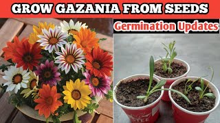 How to Grow Gazania by Seeds  Seeds Germination Updates  Winter Seeds Germination [upl. by Eornom]