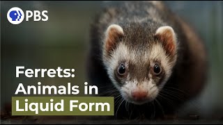 Ferrets Animals in Liquid Form [upl. by Elocen]