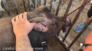 Clipping Show Pigs Full Version 1080p HD [upl. by Mahan]