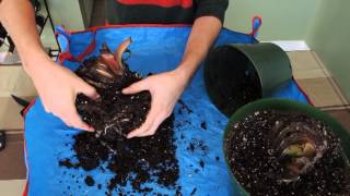 Ensete Ventricosum Maurelii Banana Propagation  Update [upl. by Murdock]