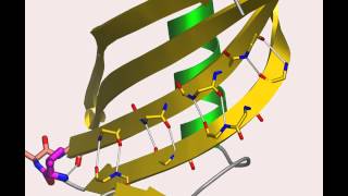 Cystatin A protein that flips out [upl. by Aon]