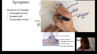 Lecture 9 Neurophysiology Part 2 [upl. by Nikolos917]