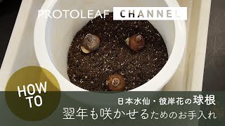 【ガーデニング】翌年も花を咲かせる球根の植えつけ方 〜日本水仙・彼岸花〜 [upl. by Cristian873]