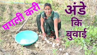 अंडे की बुवाई करी पगली  Bhojpuri comedy [upl. by Einohpets77]