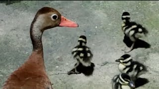 Patos pichichines invaden mi casa  Blackbellied Whistling Duck [upl. by Anna-Diana484]