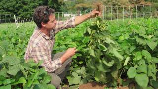 EDAMAME From the Field [upl. by Yelhak]