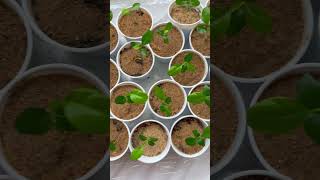 Spring brings new growth for Kaffir Lime Trees 🌱 Latest update 🌱 [upl. by Clougher]