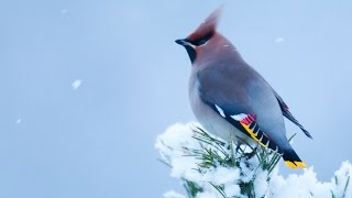 Birds of Norway  Winter [upl. by Ecinahc]