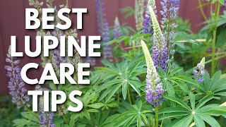 Perennial Lupine Care Tips For Huge Healthy Purple Flowers 💜 [upl. by Ademordna]