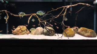 75 Gallon Gymnogeophagus Balzani 2 Month Update [upl. by Allisan625]