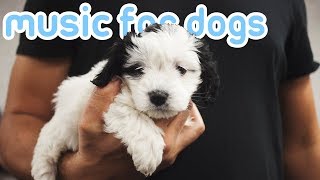 11 HOURS of Relaxing Dog Music to Reduce Anxiety and Help Dogs Sleep [upl. by Amy]