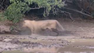 Lion Go Crazy After Being Bitten By A Black Mamba [upl. by Madison]