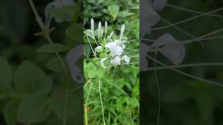 Cleome gynandra [upl. by Ruperto]