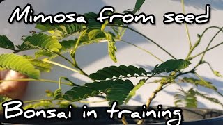 Unconventional Mimosa Bonsai project [upl. by Bravar]