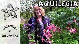 Aquilegia Care How to Grow Grannys Bonnet Columbines  4 of 30 my month of perennials [upl. by Isac]