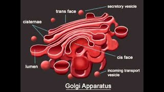 Golgi Apparatus Animation  golgi apparatus structure and function golgi apparatus class 9 and 11 [upl. by Gonick451]