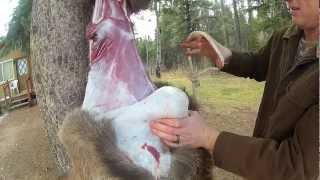 How To Skin An Elk In TEN Minutes [upl. by Gilcrest]