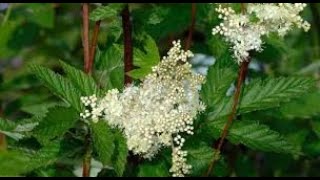 Herb of the Week Meadowsweet [upl. by Molini]