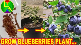 How to grow blueberries at home [upl. by Mena]