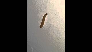 Identifying Pantry Moth Larvae [upl. by Dorsy]