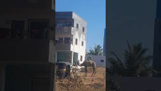 Camel observe in Ranjangaon animal lover animals [upl. by Dorothy493]