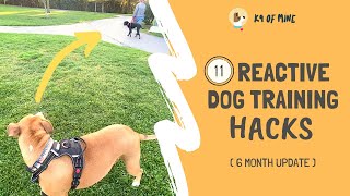 11 Reactive Dog Training Hacks Walking a Dog Who Barks amp Lunges [upl. by Kalagher]